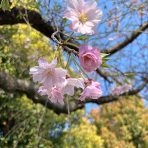 2026年春、なぜ若者は「散りゆく桜」に別れを重ねるのか？SNSで爆発的ヒットを記録する謎のフレーズを徹底解剖