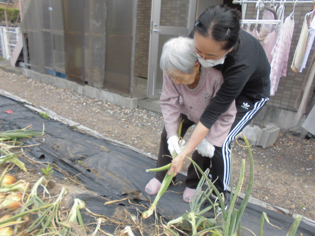 入居者と職員が庭で野菜を栽培する生活風景